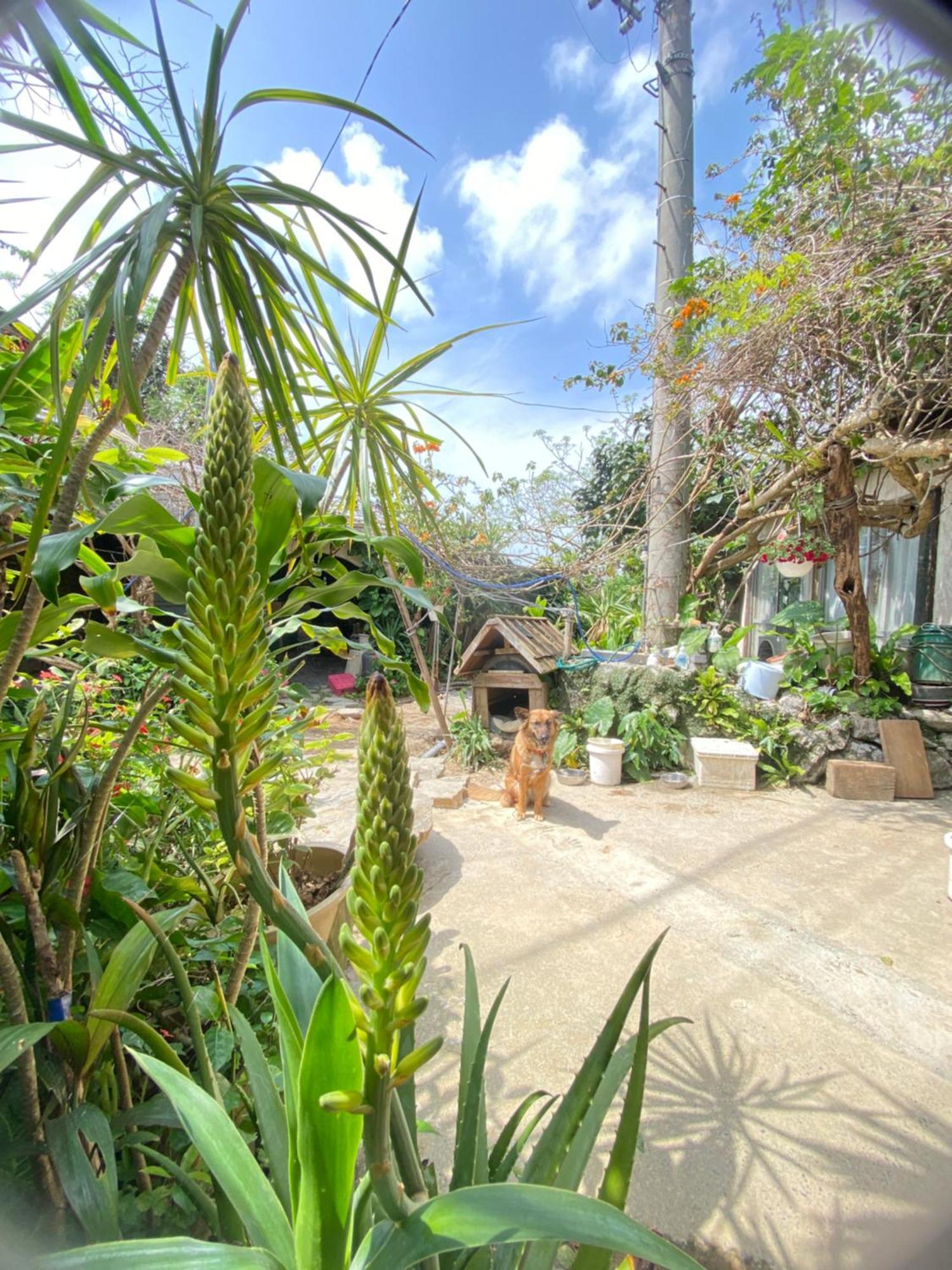 Muumin Farm Villa Nakijin Exterior photo
